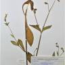 Fotografia de herbário 1 da espécie Silene latifolia no Jardim Botânico UTAD