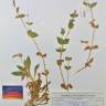 Fotografia de herbário 1 da espécie Silene latifolia no Jardim Botânico UTAD