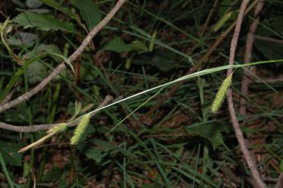 Fotografia da espécie Carex laevigata