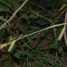 Fotografia 16 da espécie Carex laevigata do Jardim Botânico UTAD