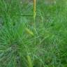 Fotografia 17 da espécie Carex laevigata do Jardim Botânico UTAD