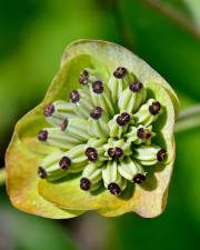 Fotografia da espécie Bupleurum ranunculoides