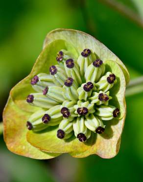 Fotografia 1 da espécie Bupleurum ranunculoides no Jardim Botânico UTAD