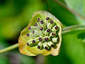 Fotografia da espécie Bupleurum ranunculoides