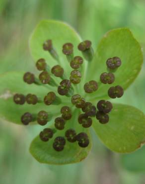 Fotografia 4 da espécie Bupleurum ranunculoides no Jardim Botânico UTAD