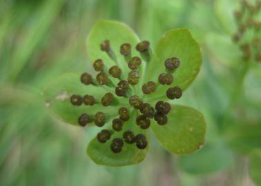 Fotografia da espécie Bupleurum ranunculoides