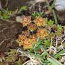 Fotografia 5 da espécie Bupleurum ranunculoides do Jardim Botânico UTAD