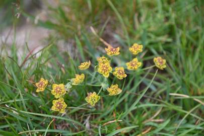 Fotografia da espécie Bupleurum ranunculoides