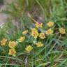 Fotografia 6 da espécie Bupleurum ranunculoides do Jardim Botânico UTAD