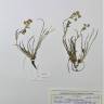 Fotografia de herbário 1 da espécie Bupleurum ranunculoides no Jardim Botânico UTAD