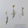 Fotografia de herbário 1 da espécie Bupleurum ranunculoides no Jardim Botânico UTAD