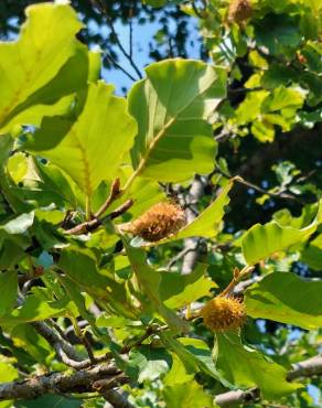 Fotografia 12 da espécie Fagus sylvatica no Jardim Botânico UTAD