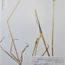 Fotografia de herbário 1 da espécie Allium roseum no Jardim Botânico UTAD