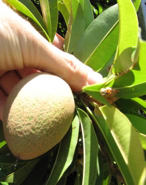 Fotografia 5 da espécie Manilkara zapota no Jardim Botânico UTAD