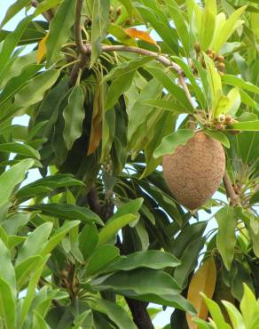 Fotografia 8 da espécie Manilkara zapota no Jardim Botânico UTAD