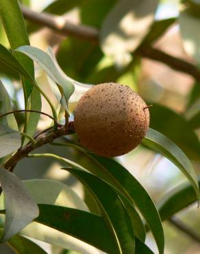 Fotografia 10 da espécie Manilkara zapota no Jardim Botânico UTAD