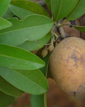 Fotografia 13 da espécie Manilkara zapota no Jardim Botânico UTAD