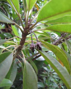 Fotografia 16 da espécie Manilkara zapota no Jardim Botânico UTAD