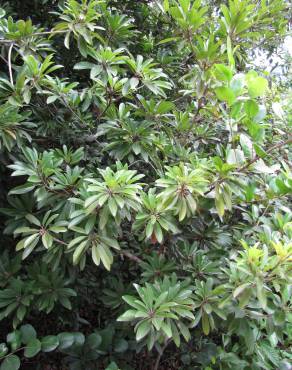 Fotografia 17 da espécie Manilkara zapota no Jardim Botânico UTAD