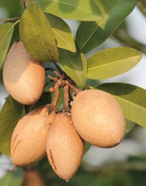 Fotografia 18 da espécie Manilkara zapota no Jardim Botânico UTAD