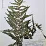 Fotografia de herbário 1 da espécie Athyrium filix-femina no Jardim Botânico UTAD