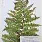 Fotografia 8 de herbário da espécie Athyrium filix-femina no Jardim Botânico UTAD