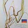 Fotografia de herbário 1 da espécie Bromus diandrus no Jardim Botânico UTAD