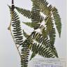 Fotografia de herbário 1 da espécie Athyrium filix-femina no Jardim Botânico UTAD