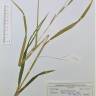 Fotografia de herbário 1 da espécie Carex laevigata no Jardim Botânico UTAD