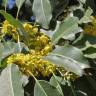 Fotografia 8 da espécie Sideroxylon foetidissimum do Jardim Botânico UTAD