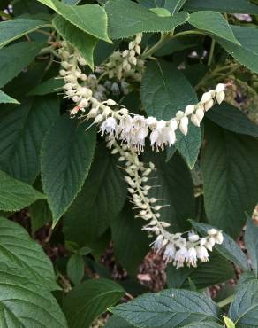 Fotografia 1 da espécie Clethra acuminata no Jardim Botânico UTAD