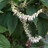 Fotografia 1 da espécie Clethra acuminata do Jardim Botânico UTAD