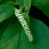 Fotografia 3 da espécie Clethra acuminata do Jardim Botânico UTAD