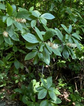 Fotografia 4 da espécie Clethra acuminata no Jardim Botânico UTAD