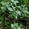 Fotografia 4 da espécie Clethra acuminata do Jardim Botânico UTAD