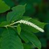 Fotografia 5 da espécie Clethra acuminata do Jardim Botânico UTAD