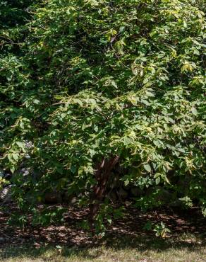 Fotografia 6 da espécie Clethra acuminata no Jardim Botânico UTAD