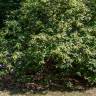 Fotografia 6 da espécie Clethra acuminata do Jardim Botânico UTAD