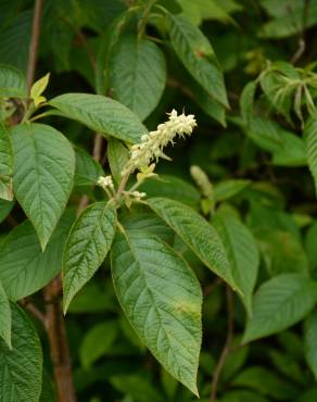 Fotografia 7 da espécie Clethra acuminata no Jardim Botânico UTAD