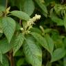 Fotografia 7 da espécie Clethra acuminata do Jardim Botânico UTAD