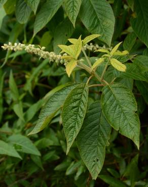 Fotografia 8 da espécie Clethra acuminata no Jardim Botânico UTAD