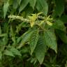 Fotografia 8 da espécie Clethra acuminata do Jardim Botânico UTAD