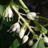 Fotografia 10 da espécie Clethra acuminata do Jardim Botânico UTAD