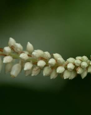 Fotografia 11 da espécie Clethra acuminata no Jardim Botânico UTAD