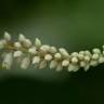 Fotografia 11 da espécie Clethra acuminata do Jardim Botânico UTAD