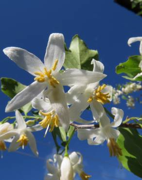 Fotografia 1 da espécie Styrax americanus no Jardim Botânico UTAD