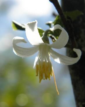 Fotografia 3 da espécie Styrax americanus no Jardim Botânico UTAD