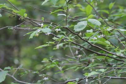 Fotografia da espécie Styrax americanus