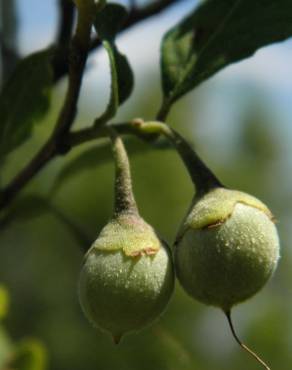 Fotografia 5 da espécie Styrax americanus no Jardim Botânico UTAD