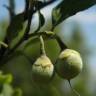 Fotografia 5 da espécie Styrax americanus do Jardim Botânico UTAD